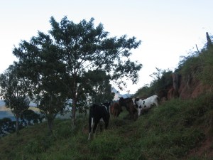 The path tothe casinha one morning. 